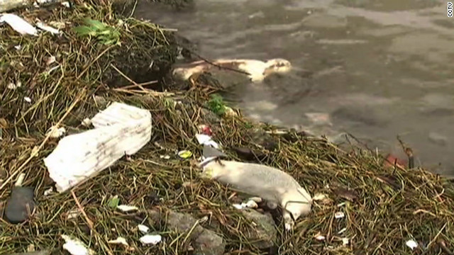Χιλιάδες νεκροί χοίροι επέπλεαν σε ποταμό της Σαγκάης