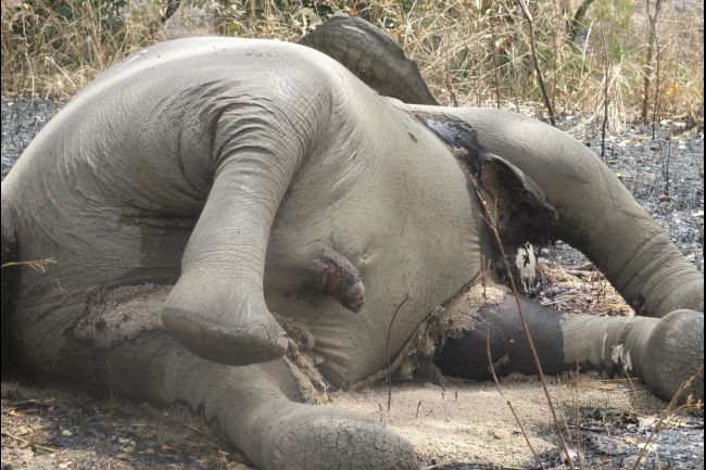 Σκότωσαν 28 ελέφαντες μέσα σε λίγες εβδομάδες