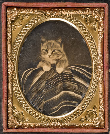Γάτες και άνθρωποι μέσα από φωτογραφίες του 19ου και 20ου αι.