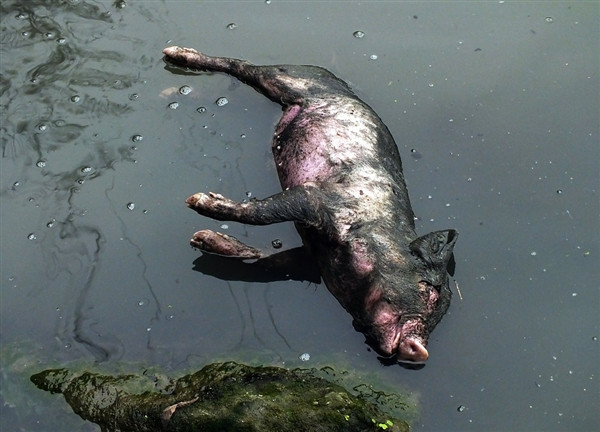 Ποταμός της Σαγκάης «ξέβρασε» 13.000 νεκρά γουρούνια
