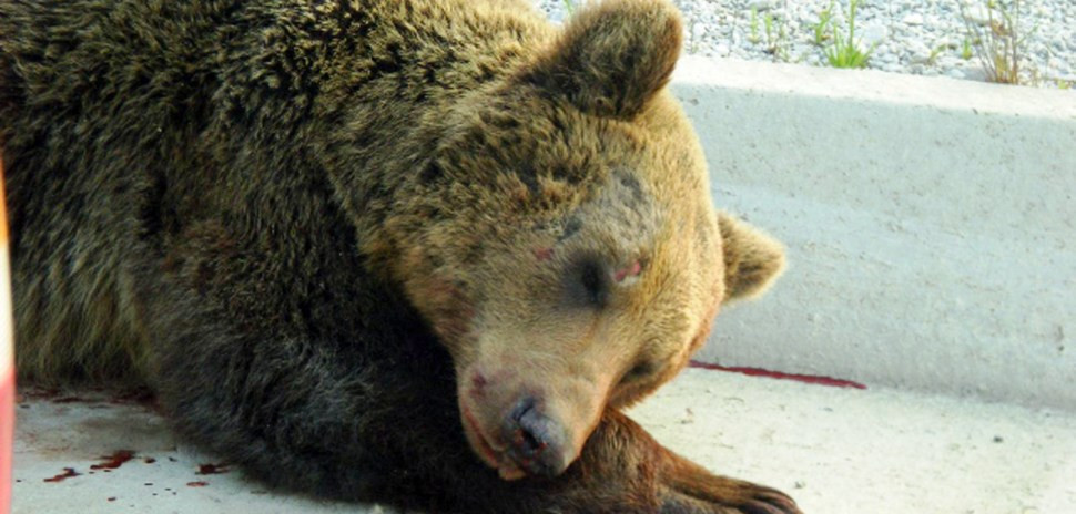 Νέο κρούσμα: Μια αρκούδα και το μικρό της δηλητηριάστηκαν από «φόλα»