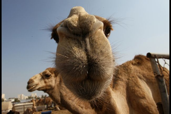 Έφαγαν την καμήλα του Ολάντ