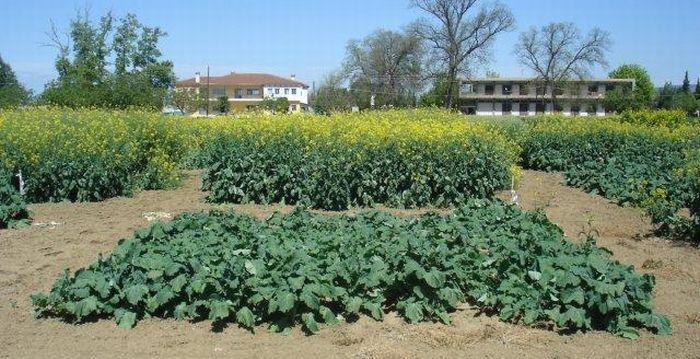 Κήπους για καλλιέργεια παραχωρεί στους πολίτες το ΑΠΘ