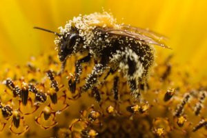 Παρασιτοκτόνα που βλάπτουν τις μέλισσες απαγόρευσε προσωρινά η ΕΕ