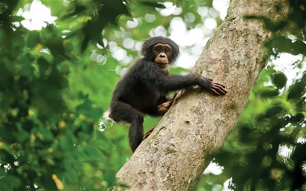 Οι χιμπατζήδες στη Disney: Από την πραγματικότητα στη φαντασία