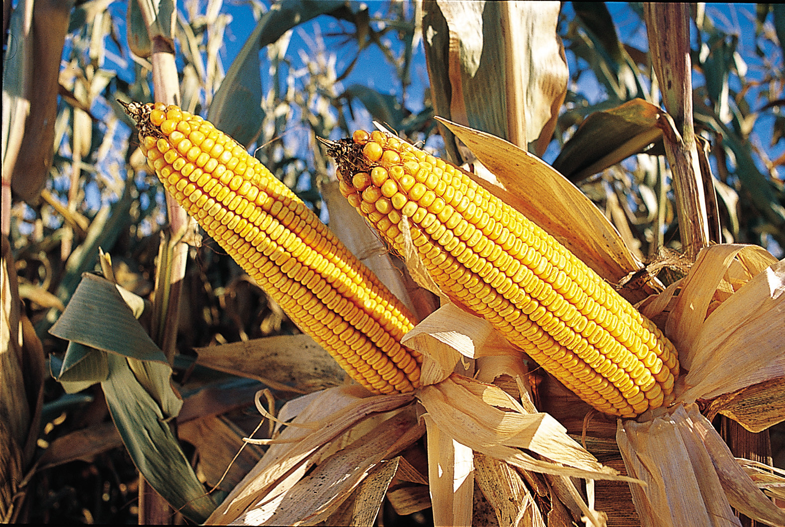 «Πνευματικά δικαιώματα» στη Monsanto για τους σπόρους