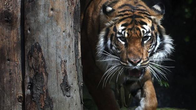 Τίγρης σκότωσε υπάλληλο ζωολογικού κήπου που μπήκε στο κλουβί της