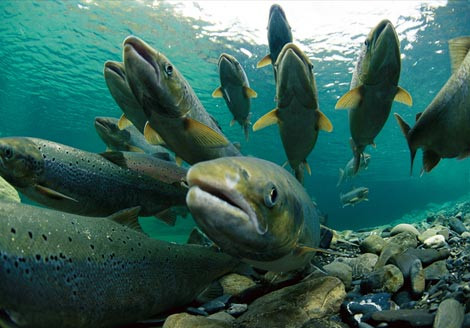 Γενετικά μεταλλαγμένος σολομός απειλή για τα άγρια είδη ψαριού