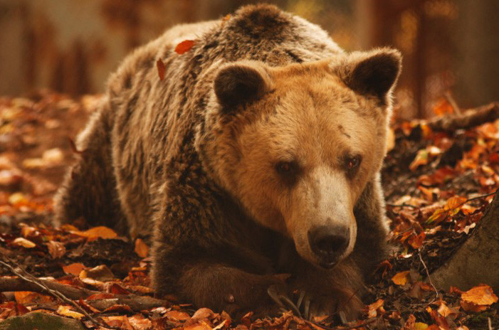 Πέθανε ο Ανδρέας, ο γηραιότερος αρκούδος του κόσμου