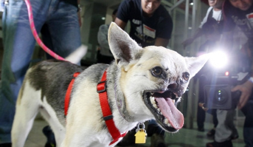 Υποδοχή ήρωα στις Φιλιππίνες για σκύλο που έσωσε παιδιά