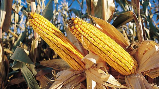Υπαναχώρηση Monsanto στην ΕΕ μετά τις αντιδράσεις