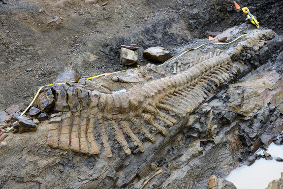 Ουρά δεινοσαύρου 72 εκ. ετών ανακαλύφθηκε στο Μεξικό