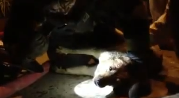 Χιλή: Πυροσβέστης σώζει σκυλί με τεχνητή αναπνοή (Βίντεο)
