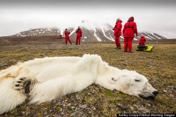 Νεκρή πολική αρκούδα λόγω της κλιματικής αλλαγής