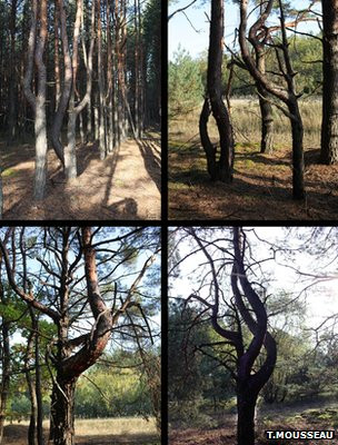 Πώς το Τσερνόμπιλ επηρεάζει τα δέντρα 27 χρόνια μετά