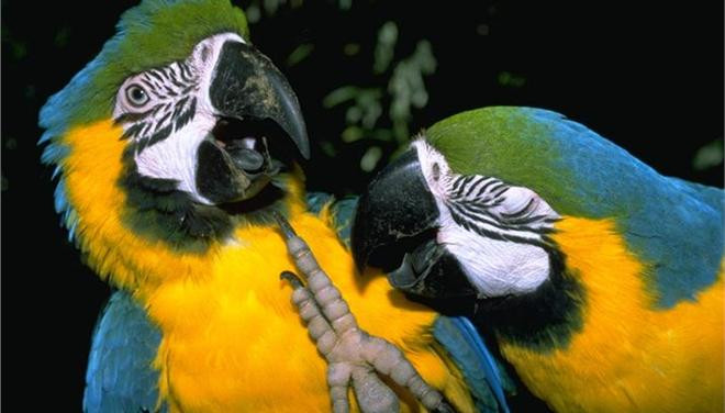 Τέλος στην αιχμαλωσία ζώων λέει η Κόστα Ρίκα
