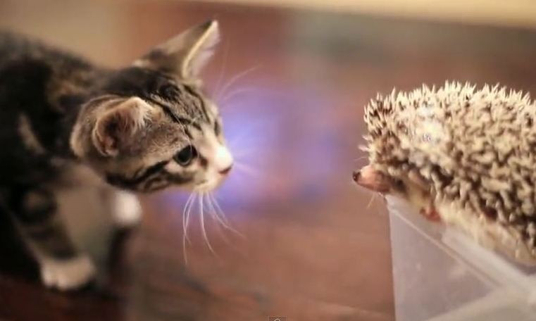 Η γάτα και το σκατζοχοιράκι: Μια υπέροχη φιλία (video)