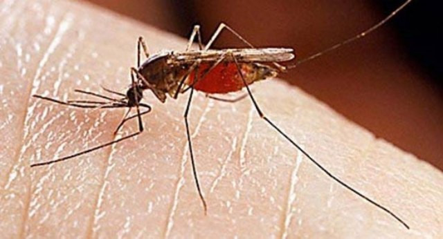 Ξάνθη: Προσωρινά παράλυτος από τσίμπημα κουνουπιού