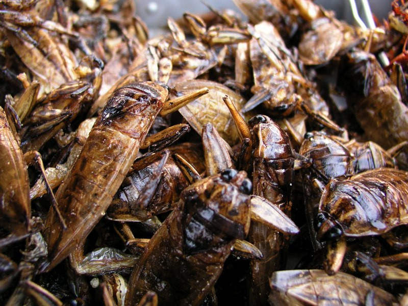 Κίνα: 1.000.000 κατσαρίδες δραπέτευσαν από θερμοκήπιο