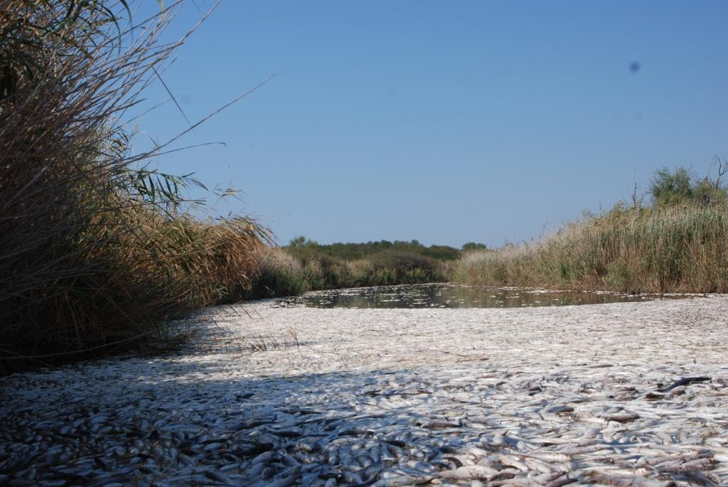 Χιλιάδες νεκρά ψάρια στη λίμνη Ισμαρίδα