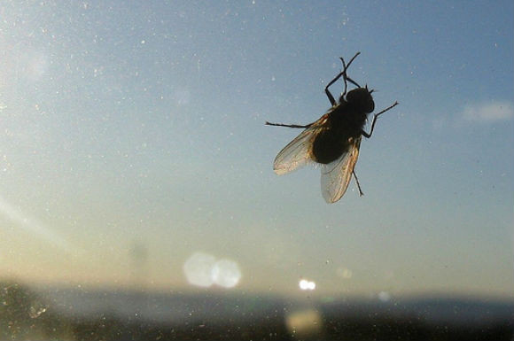 Σε fast forward βλέπουν τον κόσμο οι μύγες