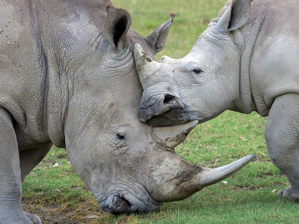 5.000% περισσότεροι νεκροί ρινόκεροι στη Ν. Αφρική