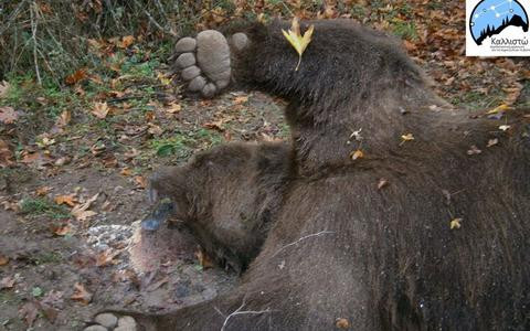 Νεκρή αρκούδα από πυροβολισμό στην Καλαμπάκα