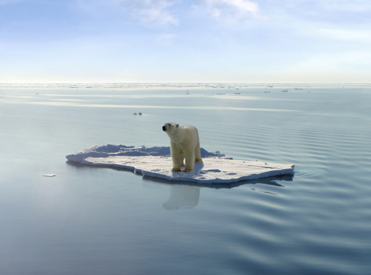 Πολικές αρκούδες και άνθρωποι θύματα της κλιματικής αλλαγής