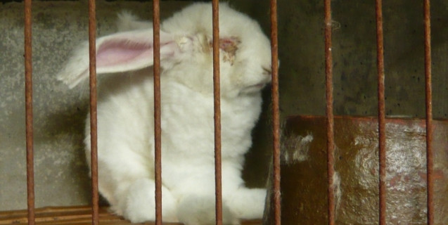 Η αλήθεια πίσω από τη γούνα ανγκορά: Αποκαλυπτικό βίντεο από την PETA