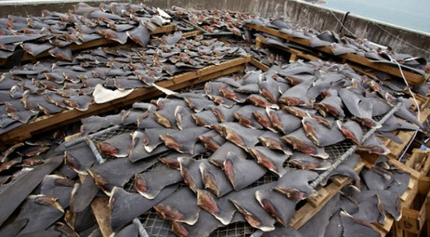 Τέλος το πτερύγιο καρχαρία στα κινεζικά μενού