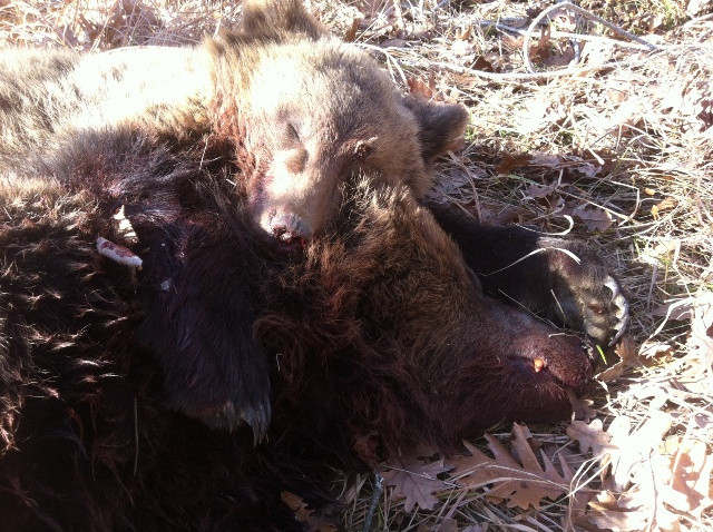 Σκότωσαν αρκούδα και το μωρό της