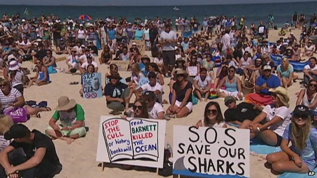 Αυστραλία: Διαδηλώσεις ενάντια στα σχέδια θανάτωσης μεγάλων καρχαριών