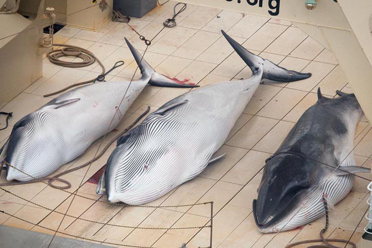 Καταδίωξη ιαπωνικών φαλαινοθηρικών από επίσημο καταφύγιο
