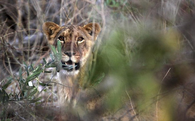 Αφανίζονται τα λιοντάρια της δυτικής Αφρικής