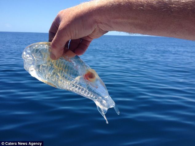 Ψαράς στη Νέα Ζηλανδία έπιασε διάφανο ψάρι