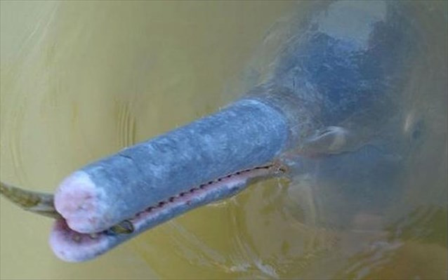 Βρέθηκε δελφίνι του γλυκού νερού στην Βραζιλία