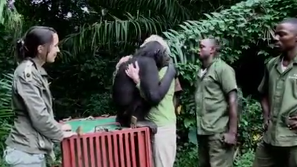 Το συγκινητικό αντίο ενός χιμπατζή στη γυναίκα που τον περιέθαλψε (βίντεο)