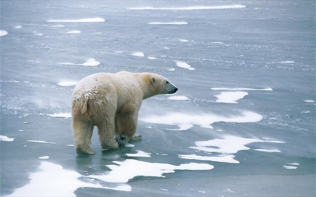 Αλλάζουν διατροφικές συνήθειες οι πολιτικές αρκούδες για να επιβιώσουν