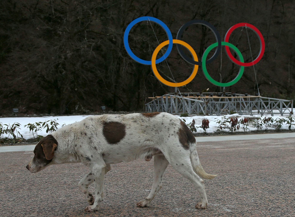 Καταγγέλλουν θανατώσεις σκύλων στο Σότσι των Χειμερινών Ολυμπιακών