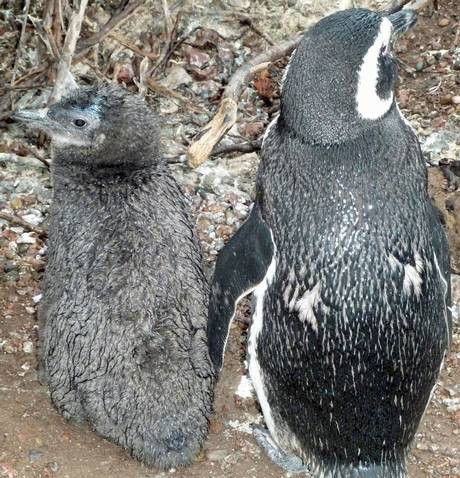 Η κλιματική αλλαγή σκοτώνει τα μωρά των πιγκουίνων