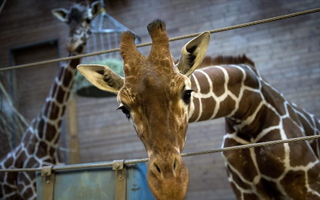 Περίπου 5.000 ζώα θανατώνονται ετησίως σε ζωολογικούς κήπους γιατί «περισσεύουν»