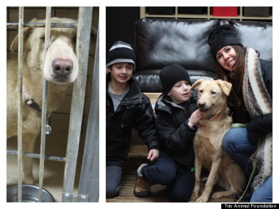 Σκύλοι που διασώθηκαν, πριν και μετά (φωτογραφίες)