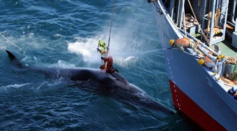 Οικολογική οργάνωση έσωσε 750 φάλαινες από φαλαινοθήρες