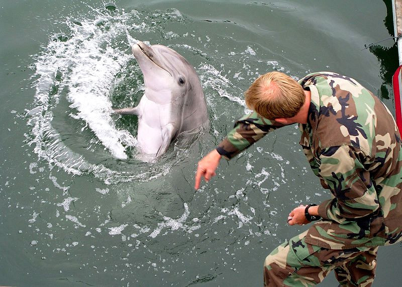 Τα «στρατιωτικά» δελφίνια της Κριμαίας πάνε στη Ρωσία