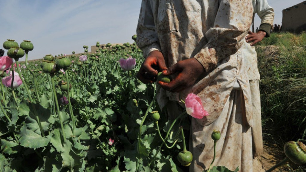 Η επανάσταση του οπίου στο Αφγανιστάν
