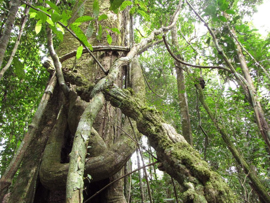 Ισημερινός: Δεν επιτρέπεται δημοψήφισμα ενάντια στις εξορύξεις σε τροπικό δάσος