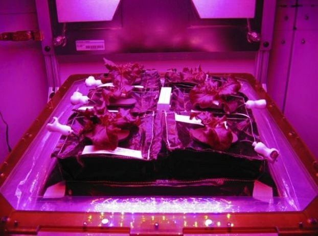 NASA: Καλλιεργούμε το διαστημικό μαρούλι