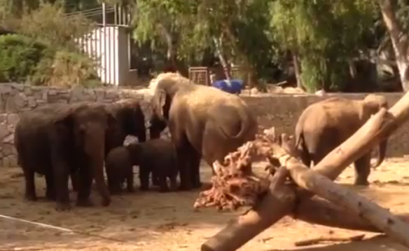 Οι ελέφαντες ακούν τις σειρήνες πολέμου και καλύπτουν τα μικρά τους