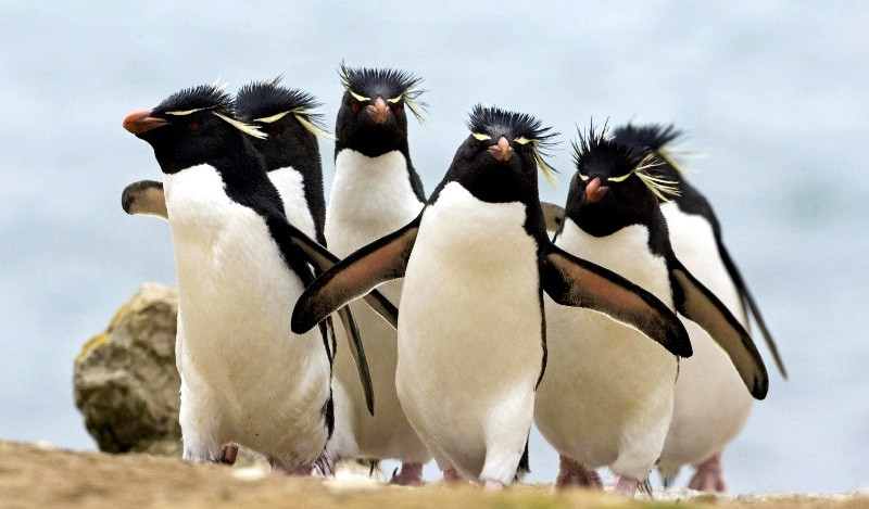 Αποκωδικοποιήθηκε η «γλώσσα» των πιγκουίνων