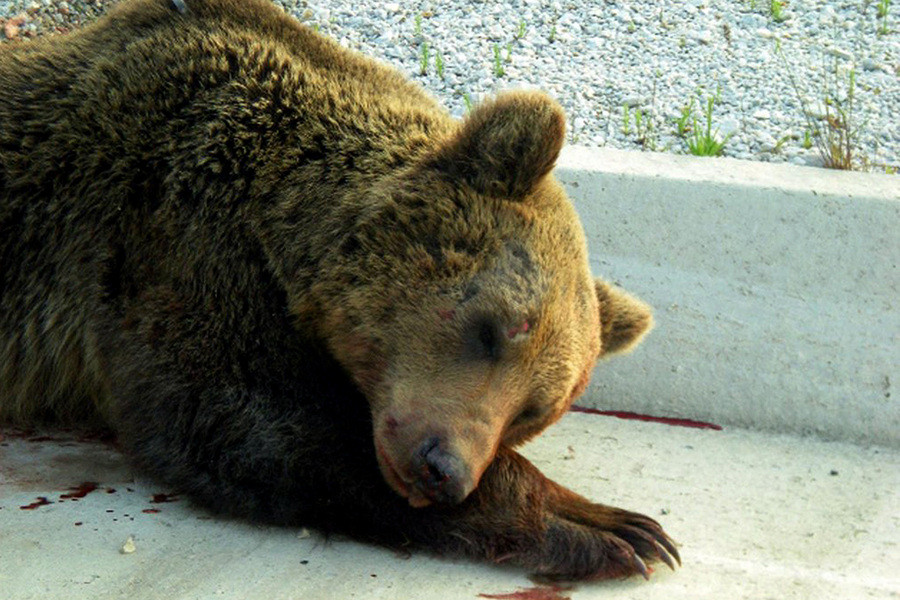 Νεκρές αρκούδες από πυροβολισμούς ανησυχούν τις περιβαλλοντικές οργανώσεις